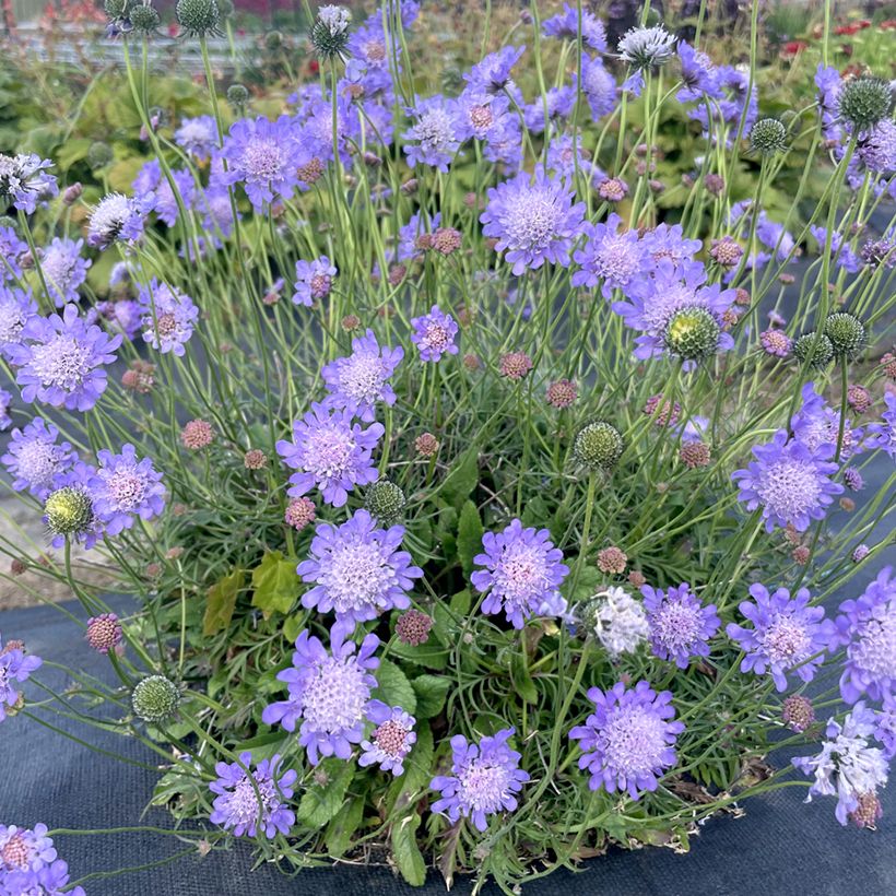 Scabiosa Nova Dew Drops - Scabieuse (Plant habit)