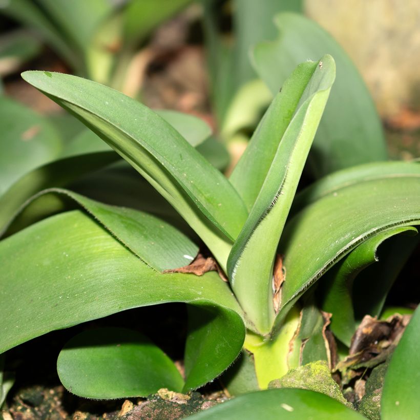 Haemanthus albiflos (Foliage)