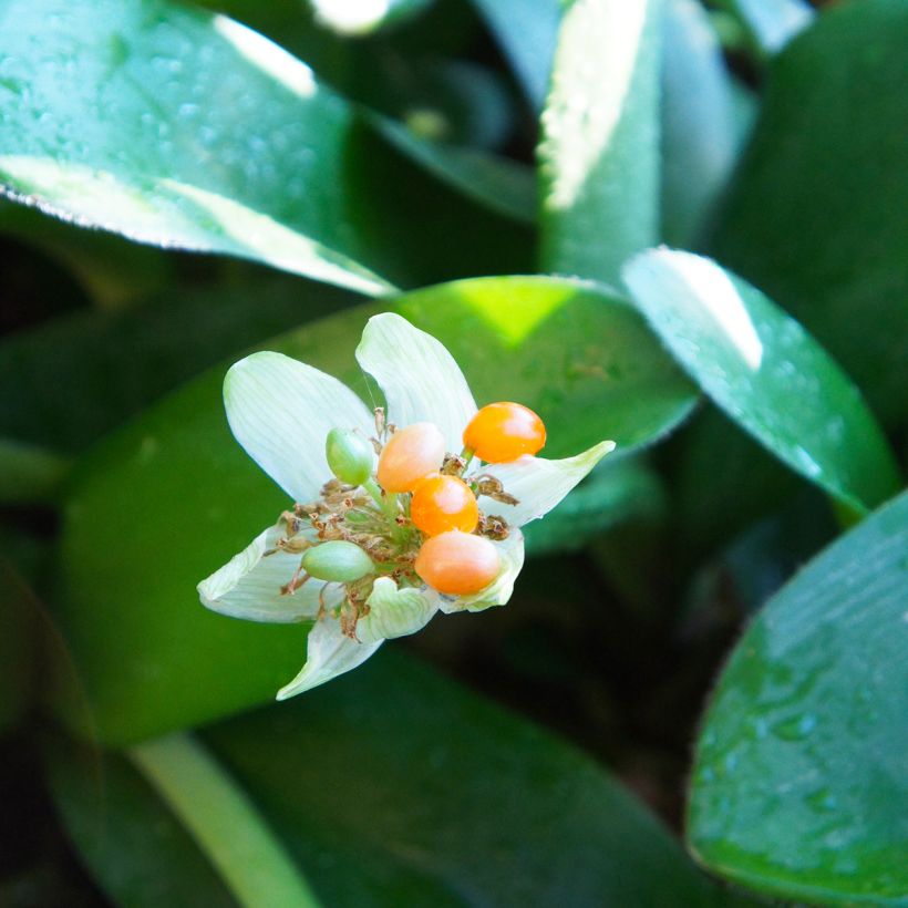 Haemanthus albiflos (Harvest)