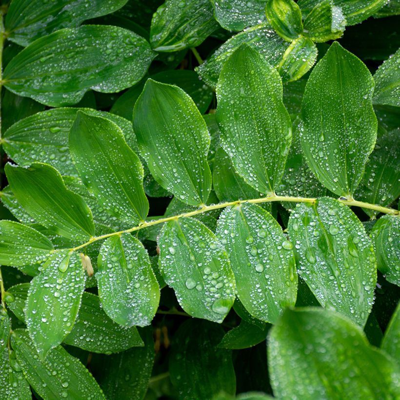 Sceau de Salomon - Polygonatum multiflorum (Foliage)