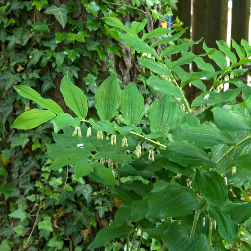 Sceau de Salomon - Polygonatum multiflorum (Plant habit)