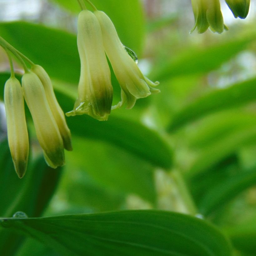 Sceau de Salomon - Polygonatum commutatum (Flowering)