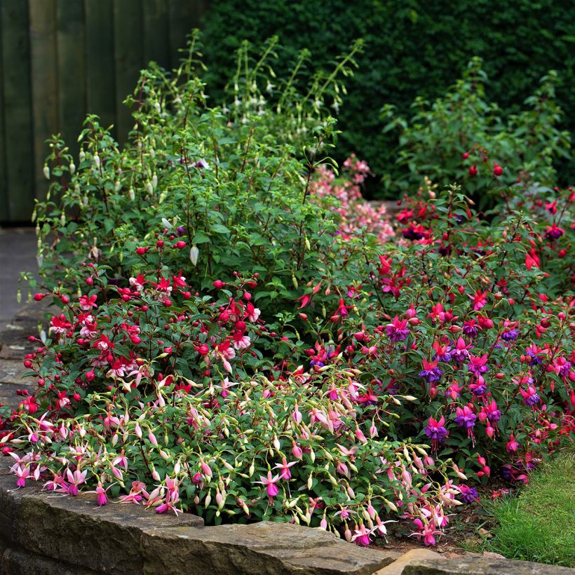 Fuchsia rustique Tom Thumb (Tom Pouce) (Plant habit)