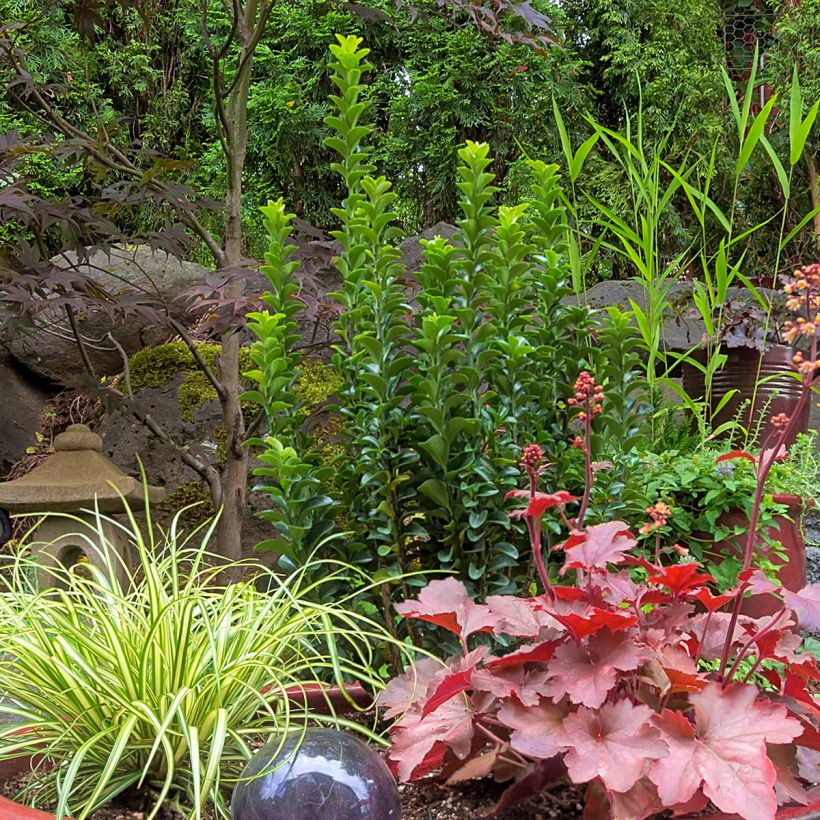 Fusain du Japon - Euonymus japonicus Green Spire (Plant habit)