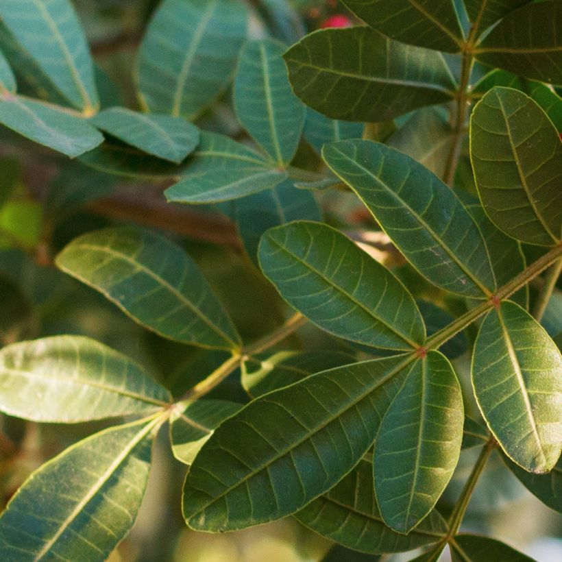 Schinus terebinthifolius - Poivre rose (Foliage)