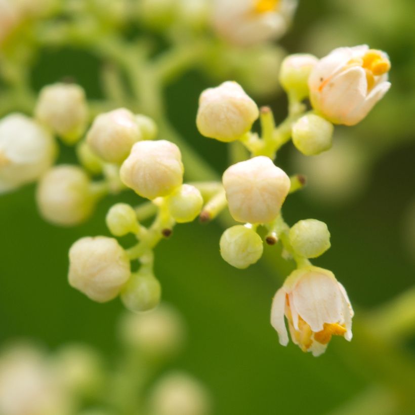 Schinus terebinthifolius - Poivre rose (Flowering)