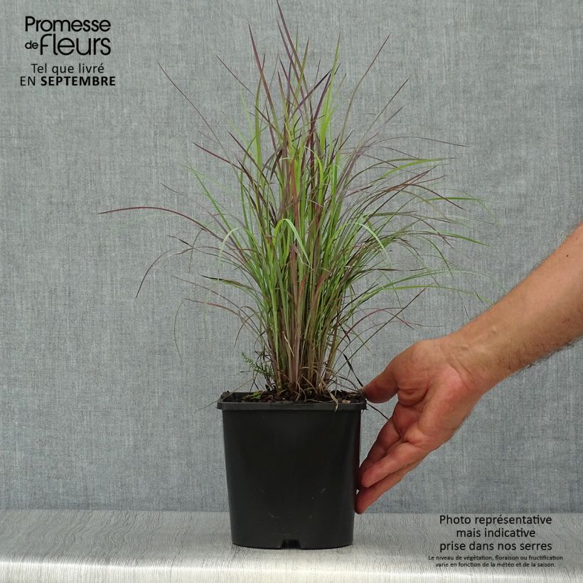 Example of Schizachyrium scoparium Twilight Zone - Herbe à balais Pot de 2L/3L as you get in automne