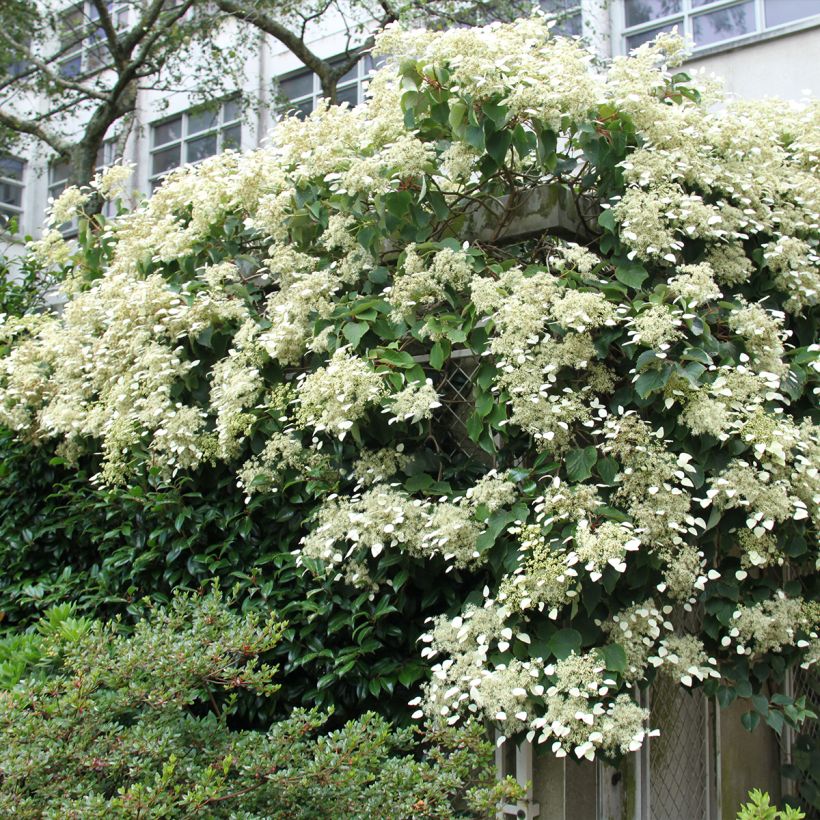 Schizophragma hydrangeoïdes Red Rhapsody MonLaBaHe (Plant habit)