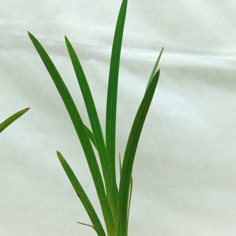 Schizostylis coccinea Major - Lis des Cafres (Foliage)
