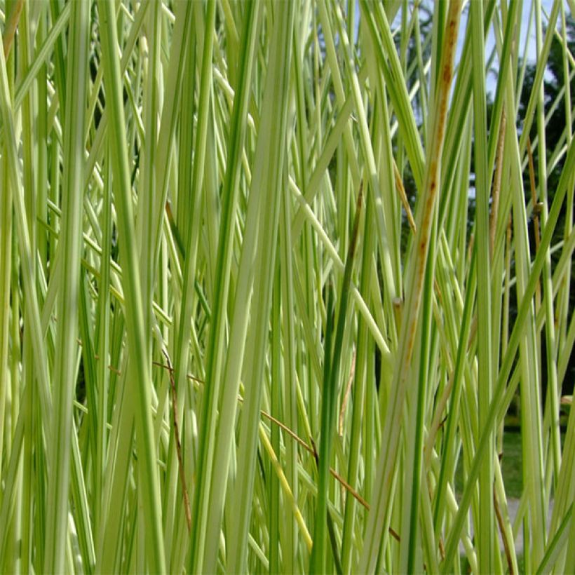 Schoenoplectus lacustris Albescens - Scirpe aigu panaché (Foliage)