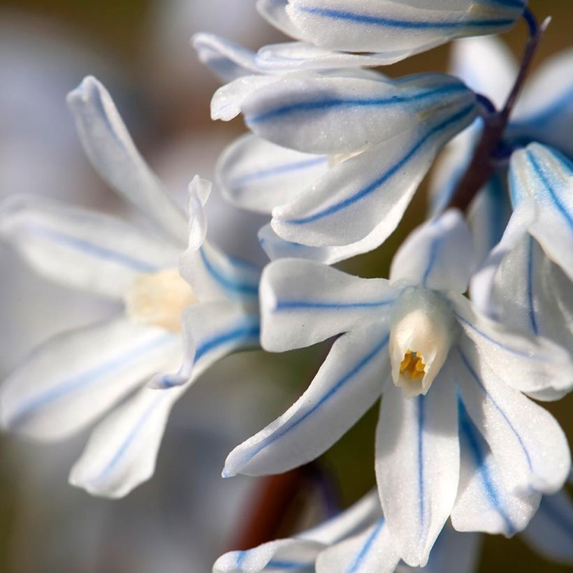 Scille mischtschenkoana Tubergeniana (Flowering)