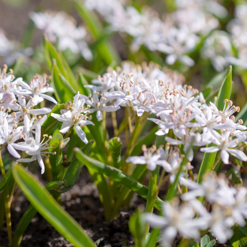 Scille à deux feuilles - Scilla bifolia Rosea (Plant habit)