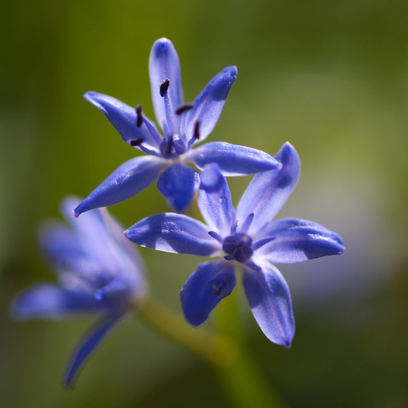Scille bifolia (Flowering)
