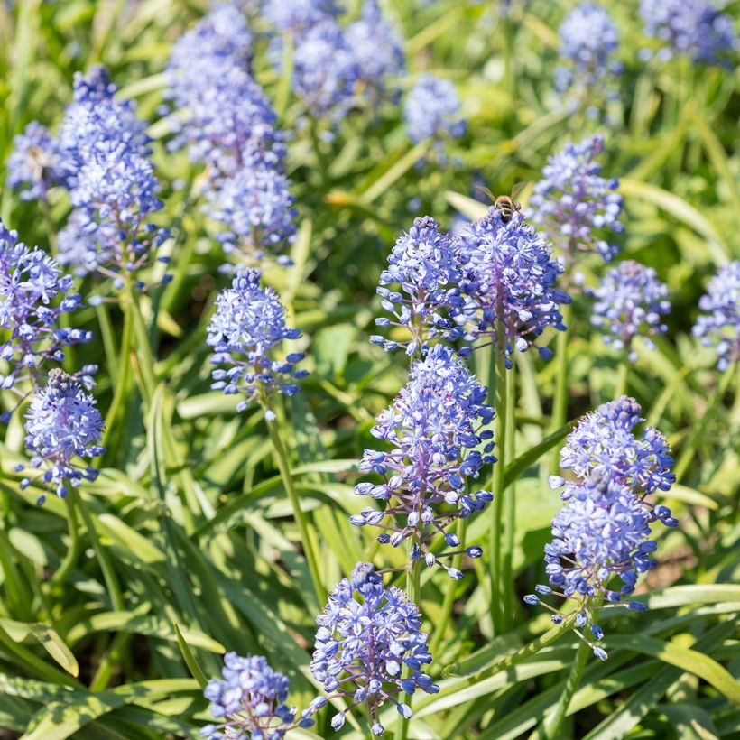 Scille des prés - Scilla litardierei (Plant habit)