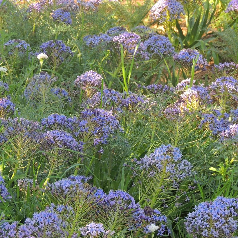Scille du Pérou - Scilla peruviana (Plant habit)