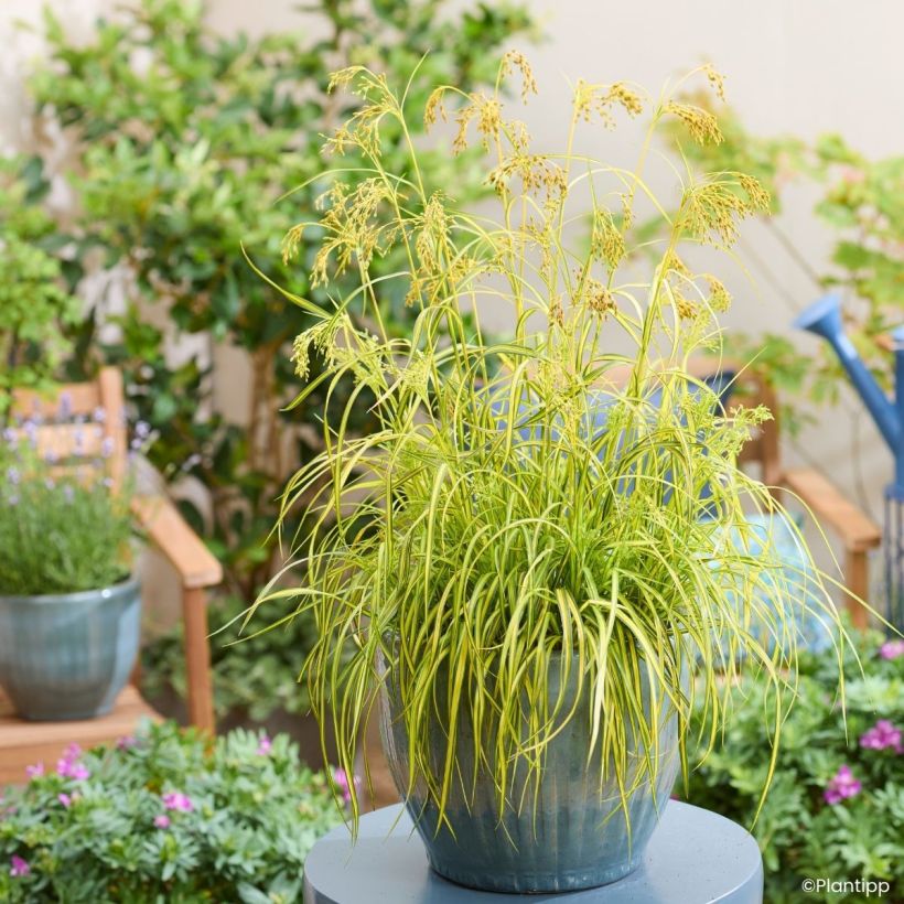 Scirpus pendulus Stars and Strips - Scirpe pendant (Plant habit)