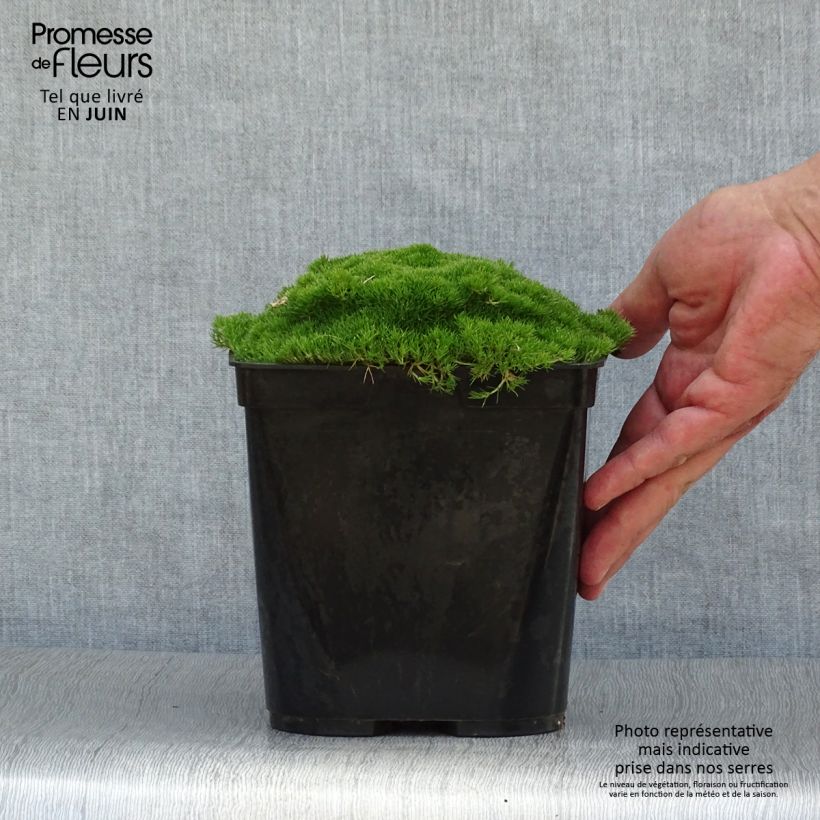 Example of Scleranthus uniflorus - Scléranthe  Pot de 3L/4L as you get in ete