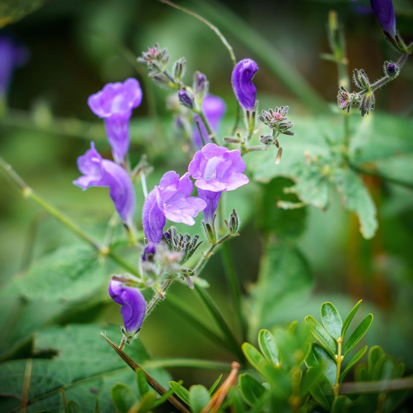 Scutellaria Incana - Scutellaire (Flowering)