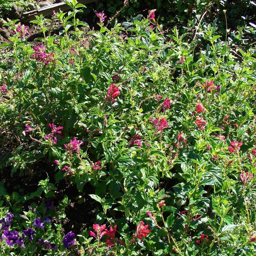 Scutellaria suffrutescens - Scutellaire (Plant habit)