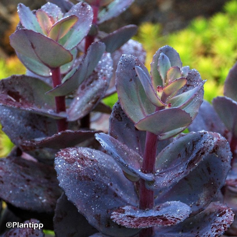Sedum Sunsparkler Blue Pearl - Orpin (Foliage)