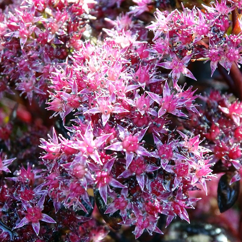 Sedum Chocolate, Orpin (Flowering)