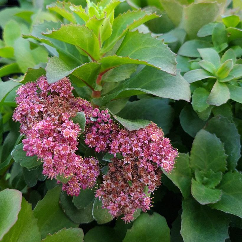 Sedum Double Martini - Orpin (Flowering)
