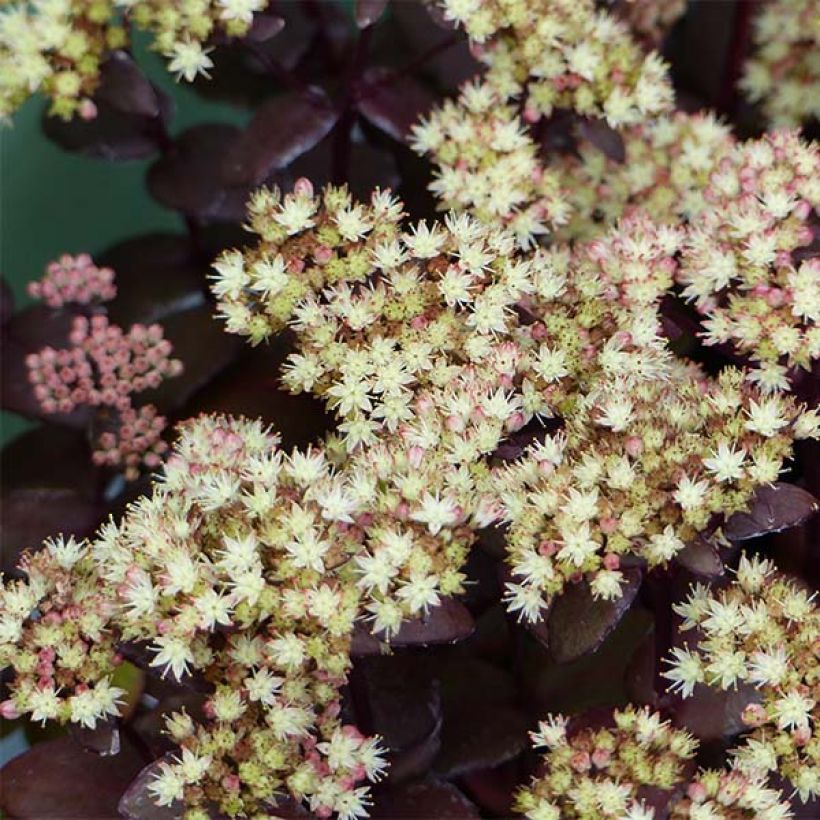Sedum Eline - Orpin  (Flowering)