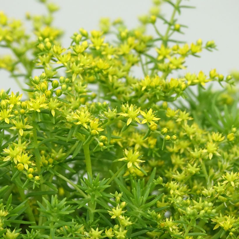 Sedum Lemon Ball - Orpin rampant (Flowering)