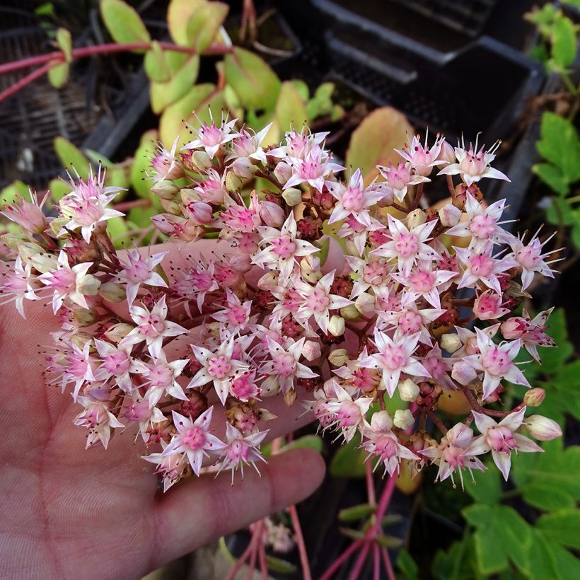 Sédum Matrona - Orpin (Flowering)