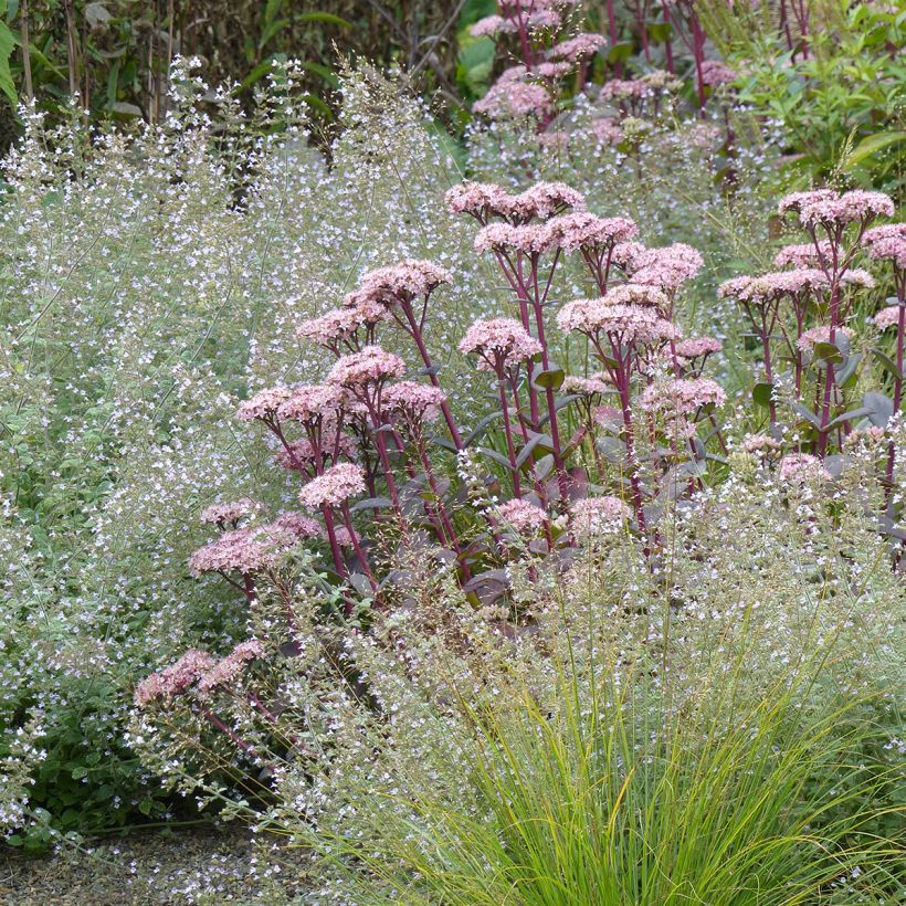 Sédum Matrona - Orpin (Plant habit)