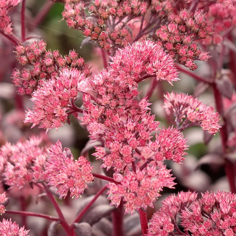 Sedum Mojave Jewels Diamond - Orpin d'automne  (Flowering)