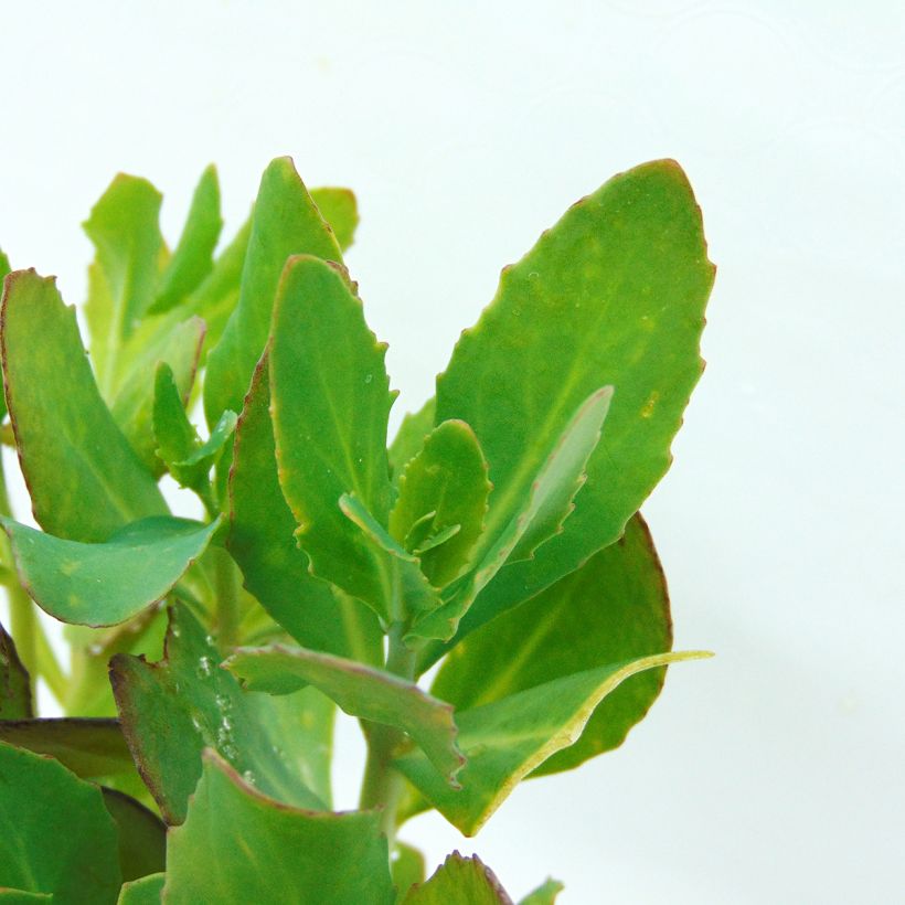 Sedum Mr Goodbud - Orpin d'automne (Foliage)
