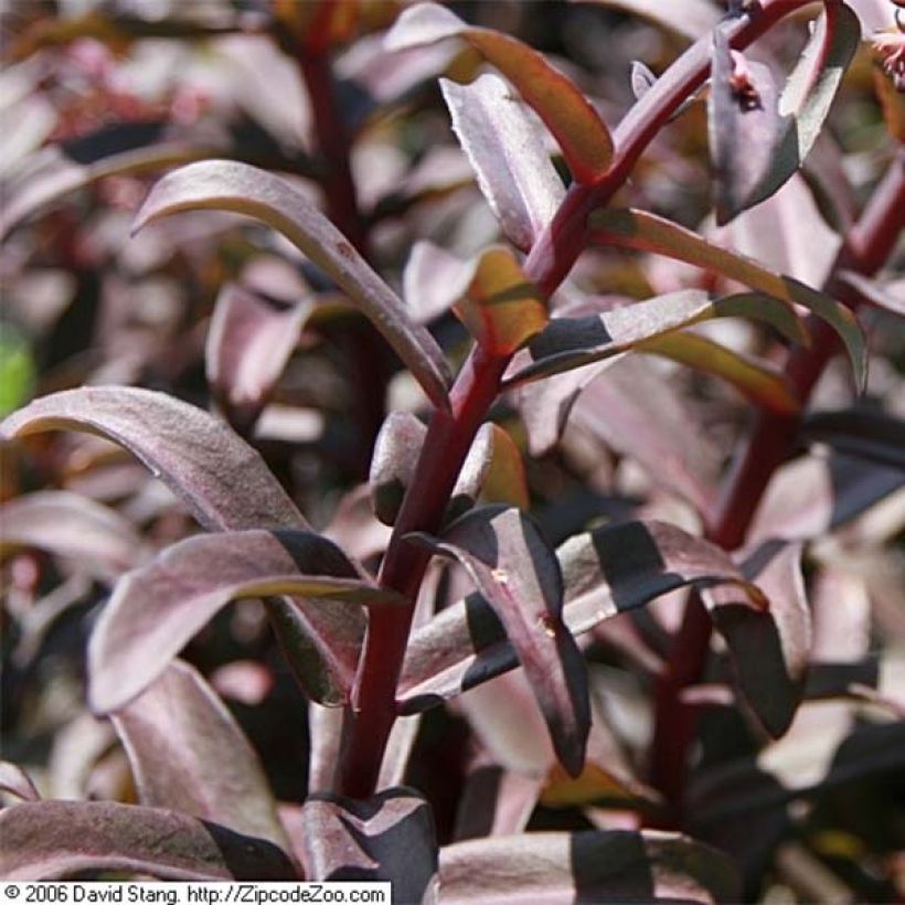 Sedum Purple Emperor - Orpin (Foliage)