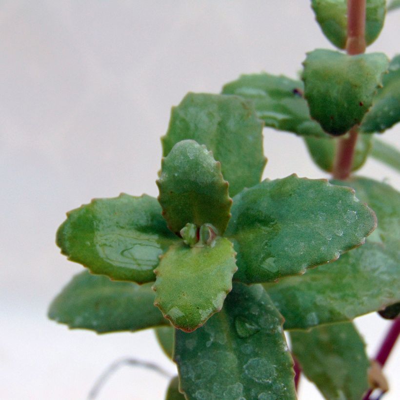 Sedum Red Cauli - Orpin d'automne (Foliage)