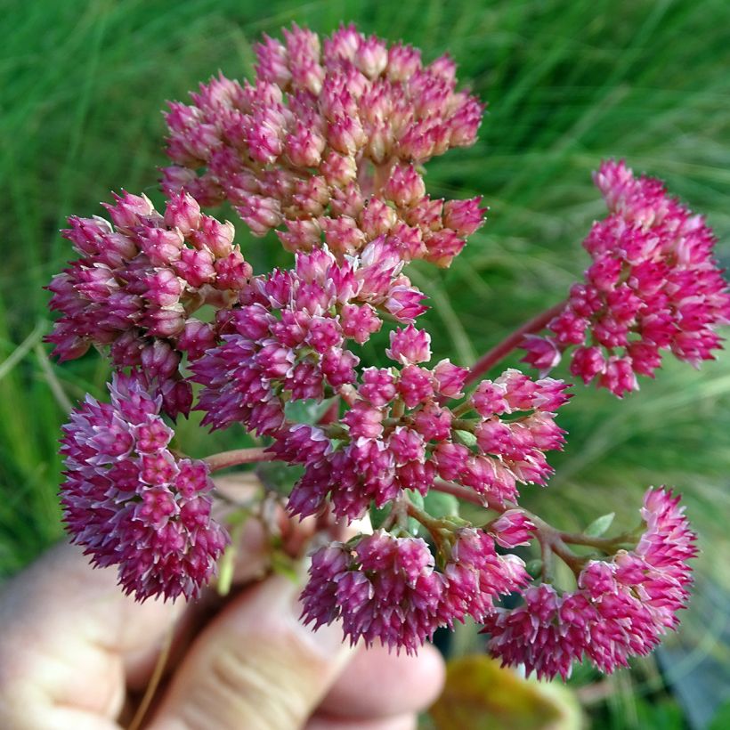 Sedum Red Cauli - Orpin d'automne (Flowering)