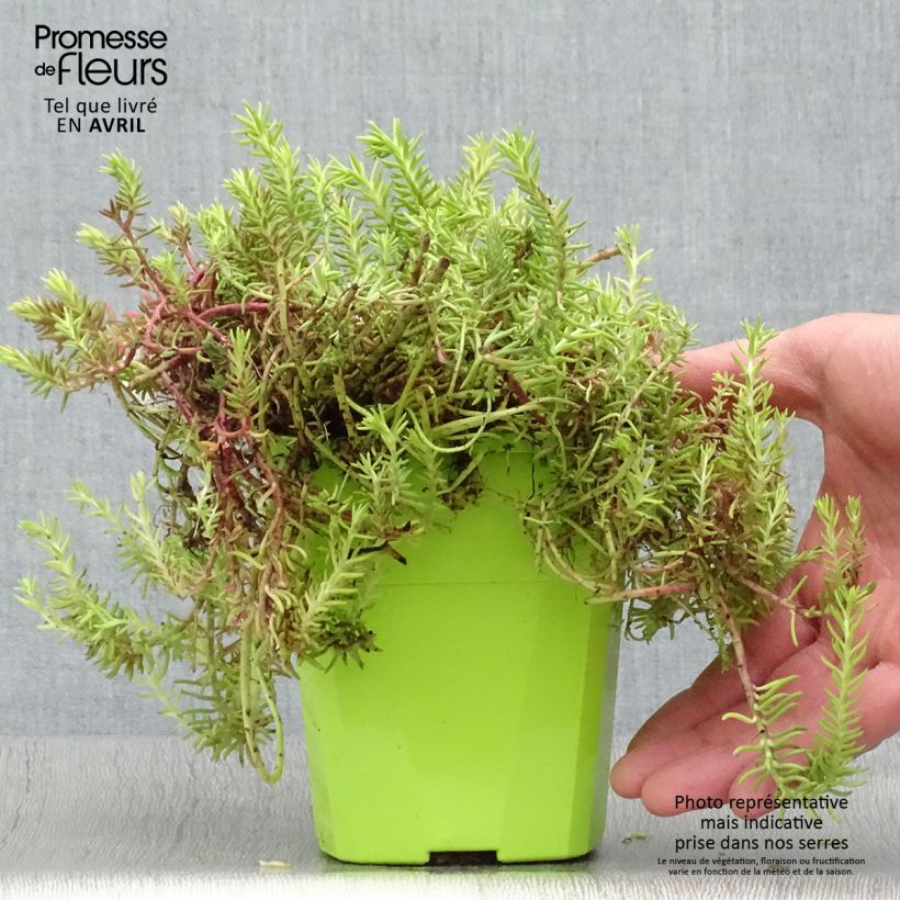 Example of Sedum SUNSPARKLER Angelina's Teacup - Orpin Pot de 1L/1,5L as you get in printemps