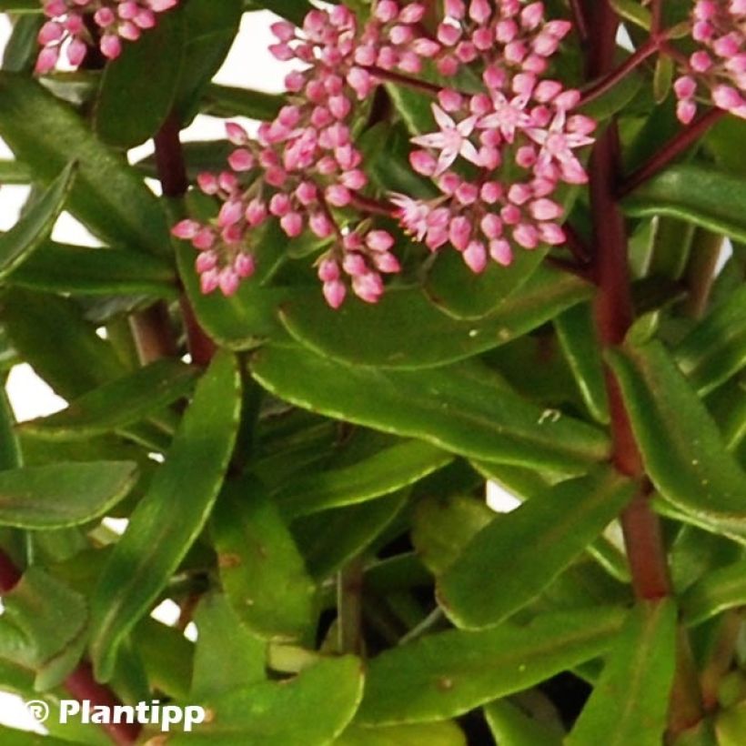 Sedum Sunsparkler Jade Tuffet - Orpin (Foliage)