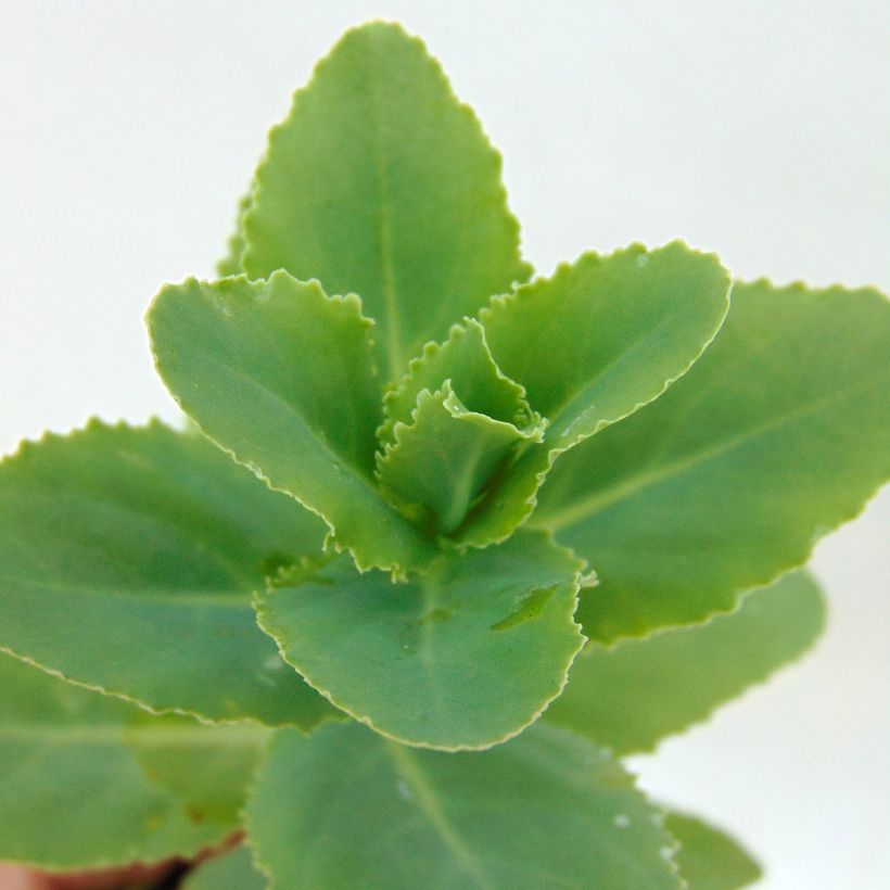 Sedum Sunkissed (Foliage)