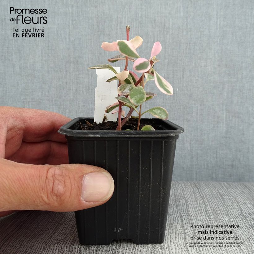 Example of Sedum Sunsparkler Dream Dazzler - Orpin hybride Godet de 8/9 cm as you get in automne