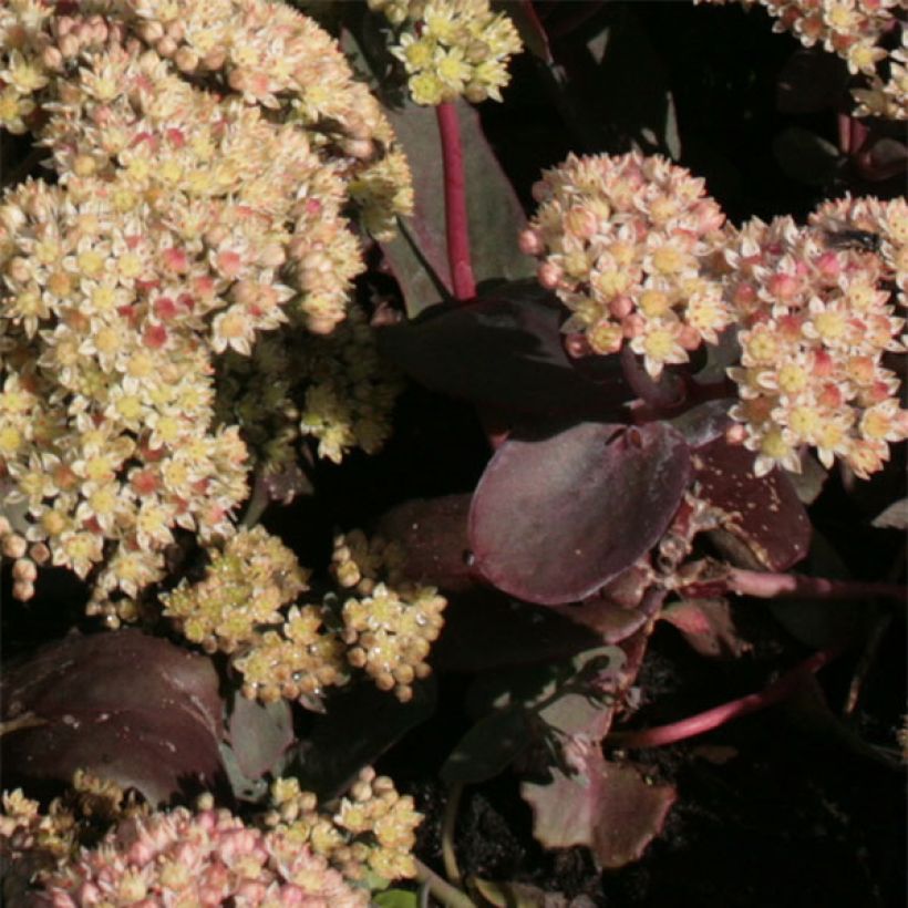 Sedum Twinkling Star - Orpin d'automne (Foliage)