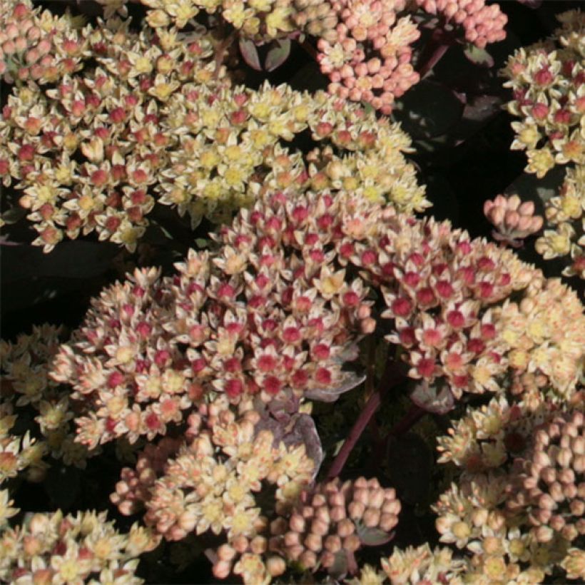 Sedum Twinkling Star - Orpin d'automne (Flowering)