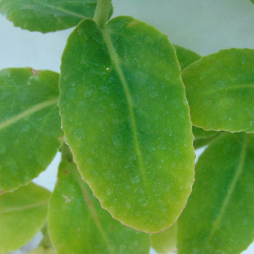 Sedum Yellow Xenox® - Orpin  (Foliage)