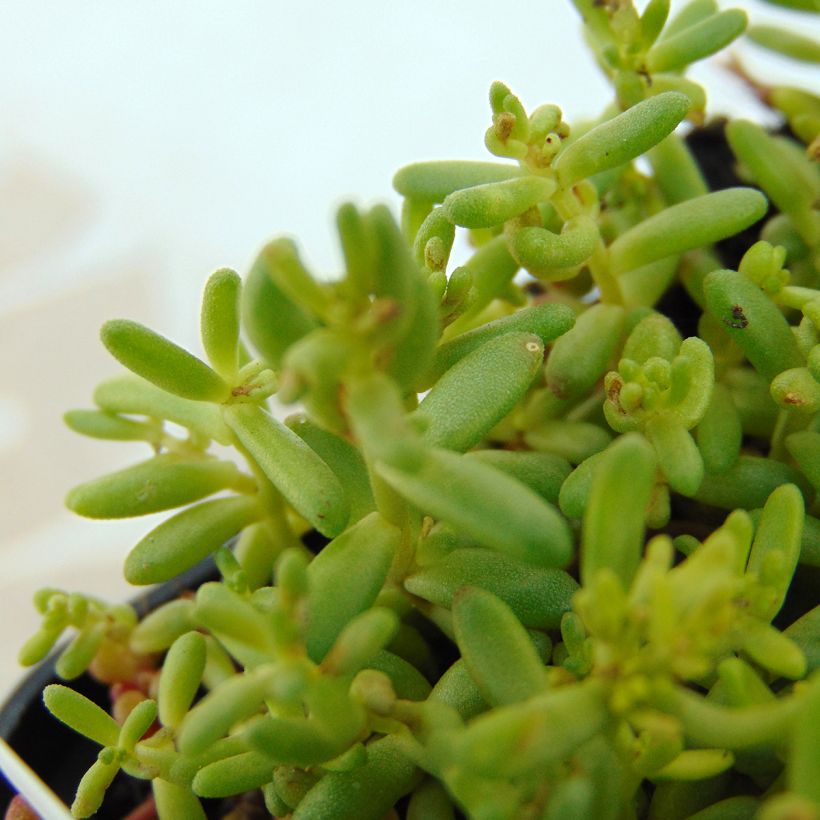 Sedum album Coral Carpet - Orpin blanc (Foliage)