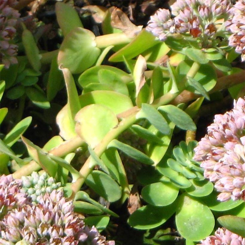 Sedum anacampseros - Orpin des infidèles (Foliage)