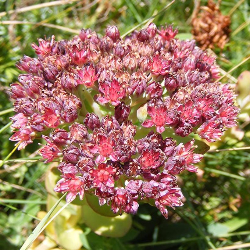 Sedum anacampseros - Orpin des infidèles (Flowering)