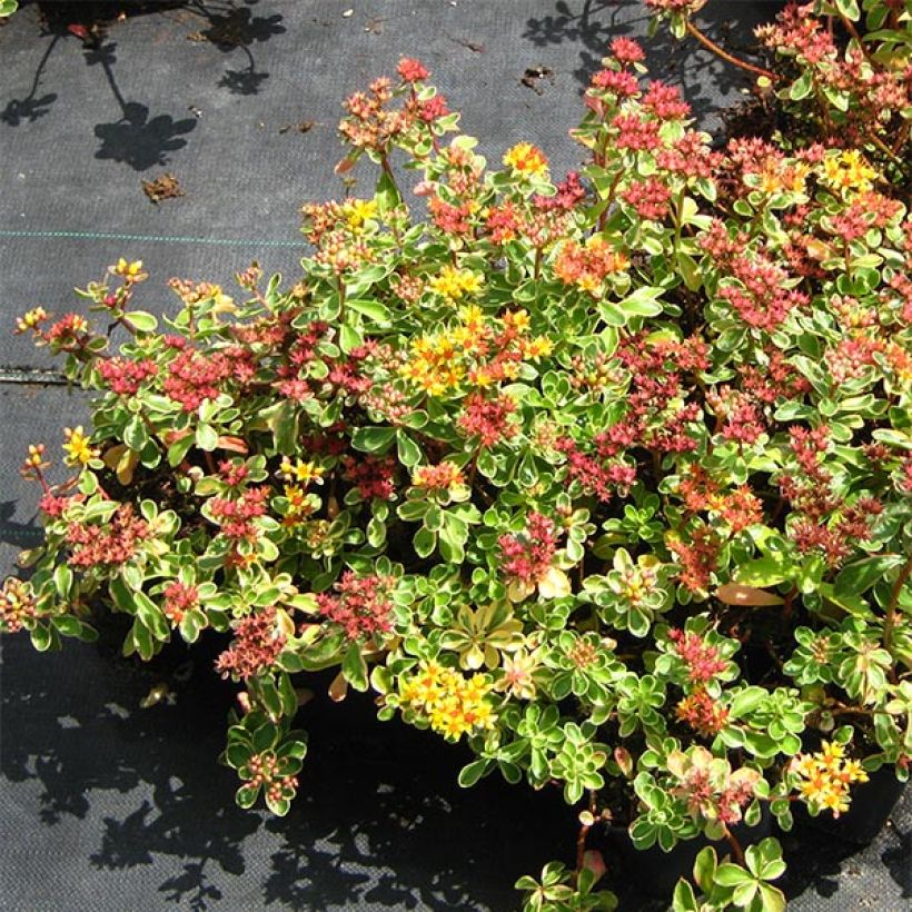 Orpin du Kamtchatka - Sedum kamtschaticum Variegatum (Plant habit)