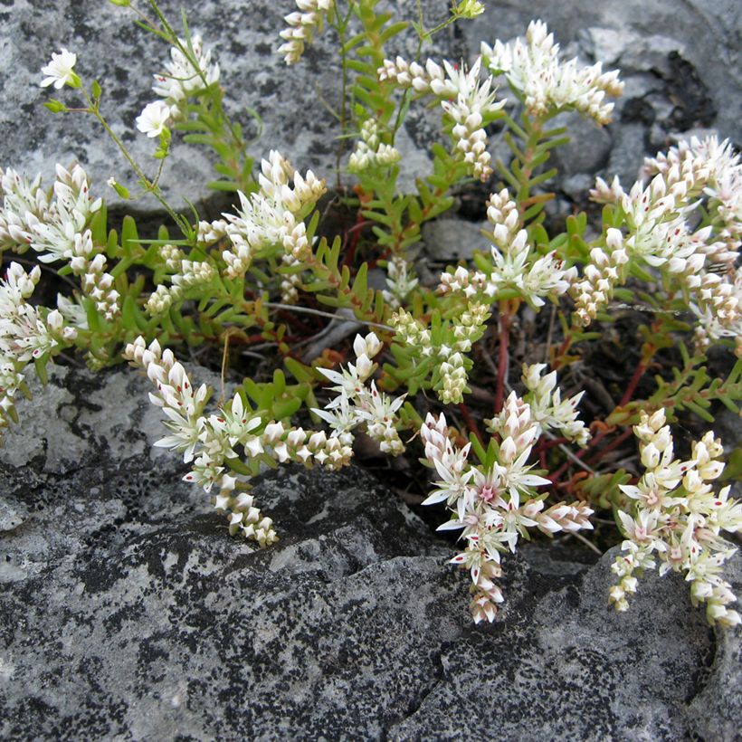 Sedum pulchellum - Orpin (Plant habit)