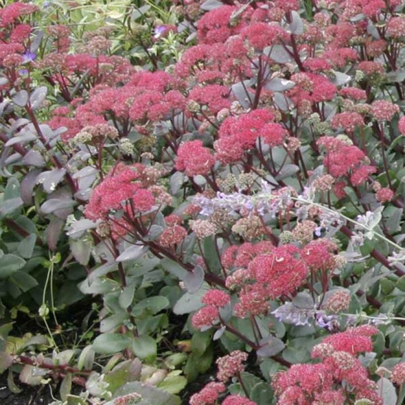 Sedum Red Cauli - Orpin d'automne (Plant habit)