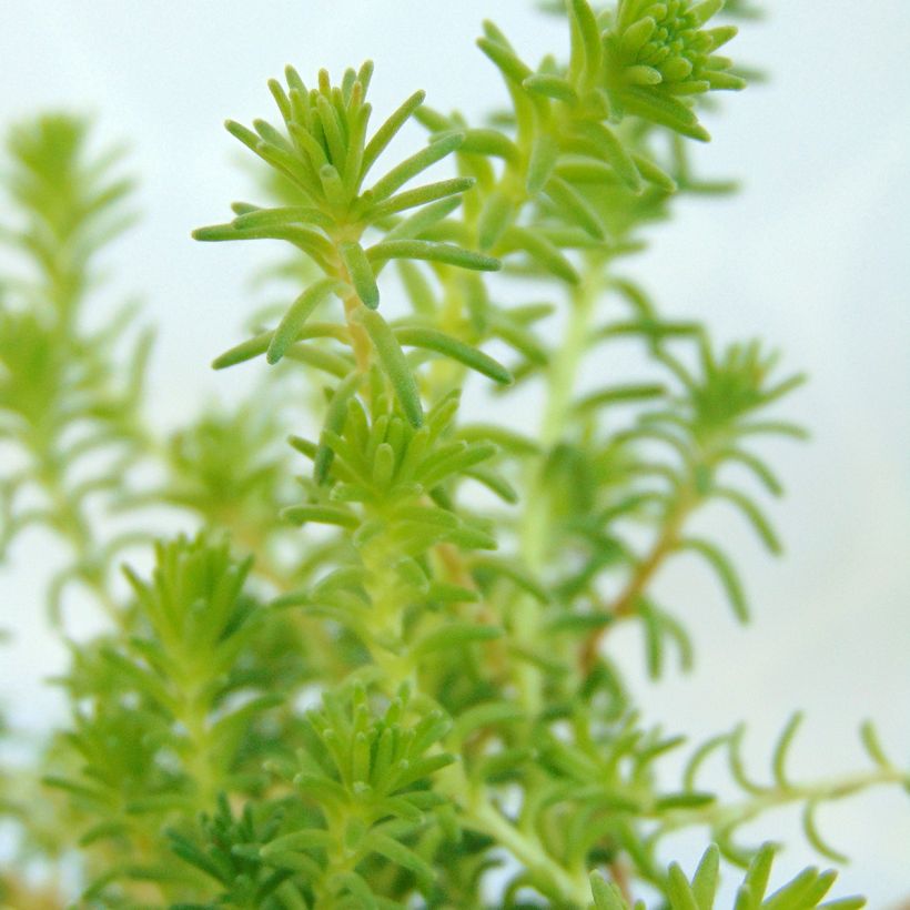 Sedum sexangulare - Orpin à six angles (Foliage)