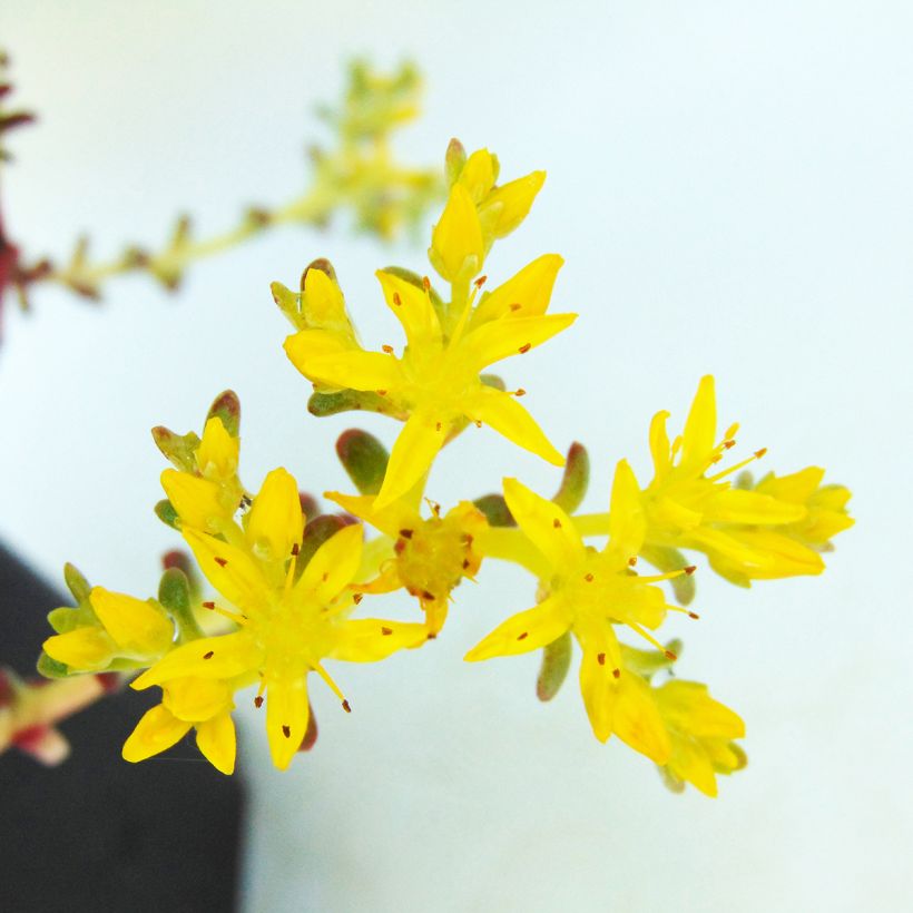 Sedum spathulifolium Purpureum - Orpin (Flowering)